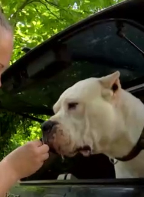 Vandal sa konečne vrátil domov. Súd o psovi rozhodoval takmer tri roky