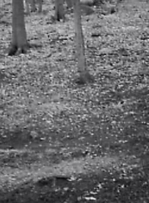 [multi] Neďaleko Bojníc zaútočil na dôchodcu medveď. Mužovi zachránila život jediná vec 1941