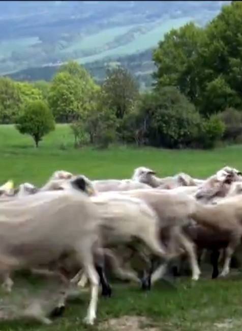 V lesoch vyčíňa šelma. Odnieslo si to stádo oviec