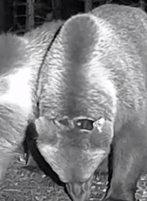 Medveďovi Žigovi odobrali obojok