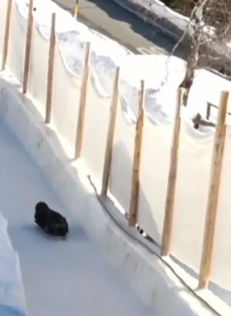 Videli ste už preteky na tobogánoch? Súťažiaci sa rútia rýchlosťou až 100 km/h