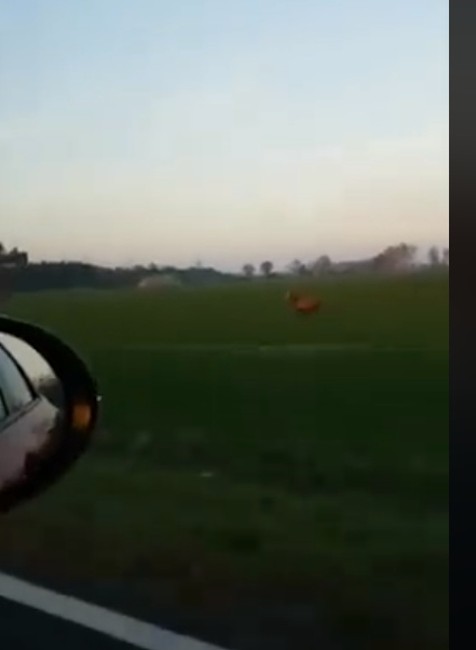 VIDEO: Zážitok na celý život. Jeleň preskočil pred autom celú cestu 