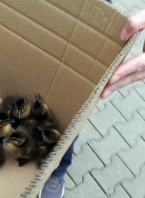 Okamžitá pomoc pred nákupným centrom v Banskej Bystrici zachránila 9 operených životov