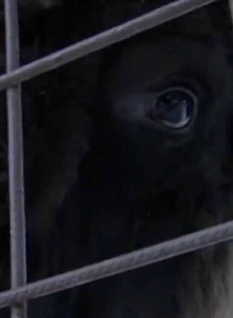 Stopovanie zubrov v Poloninách