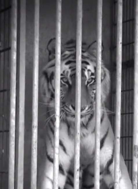 Na opitého muža zaútočil tiger.