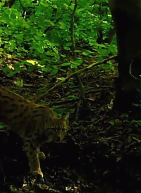 Ďalší unikát v pohorí Javorníky. Po vlkoch pribudli aj mláďatá rysa ostrovida 