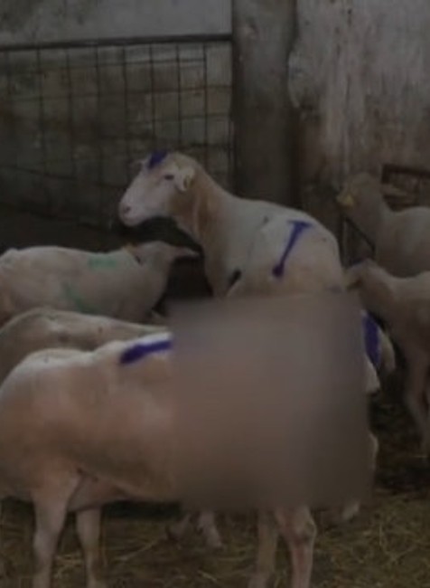 Vlci roztrhali ovce.