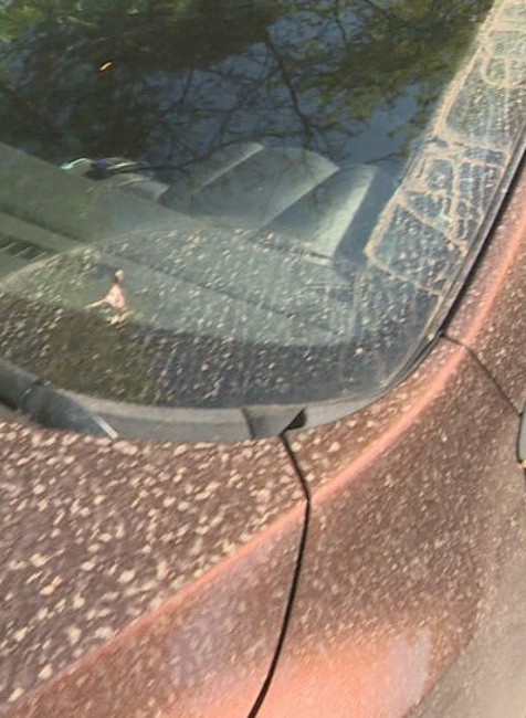 saharsky piesok hoaxy (1)