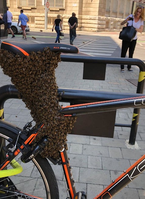 Bicykel ovládol roj včiel