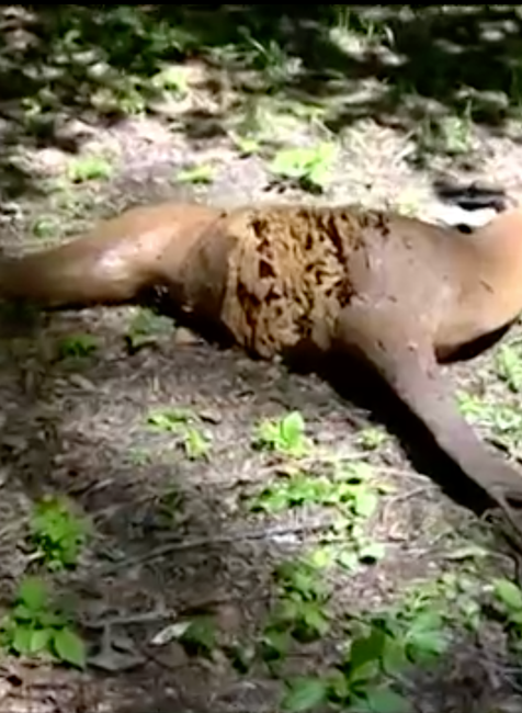 Medvedí útok na strelnici