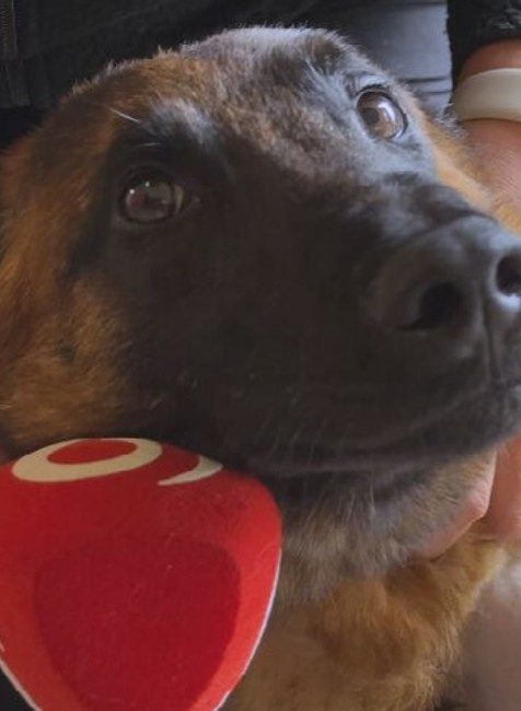 Záchranársky pes Quido potrebuje pomoc (1)