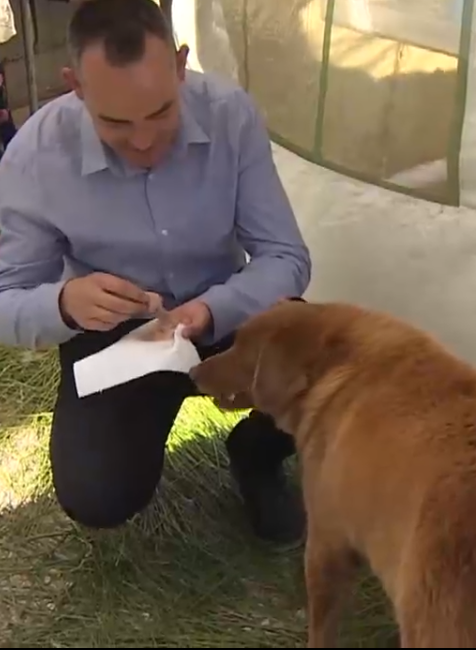 Najstarší pes na svete