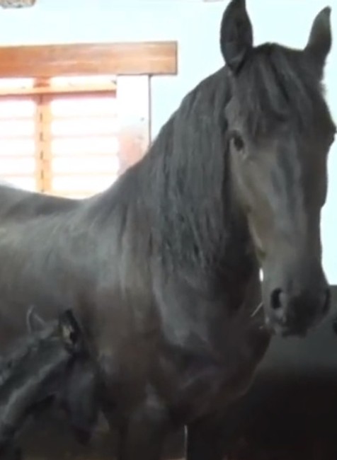 Na Slovensku sa narodili vzácne žriebätá. Zapísané sú dokonca v kráľovskej knihe