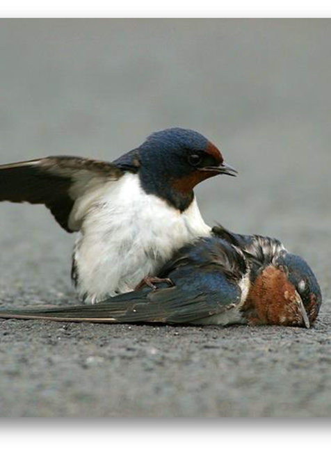 zrazená lastovička