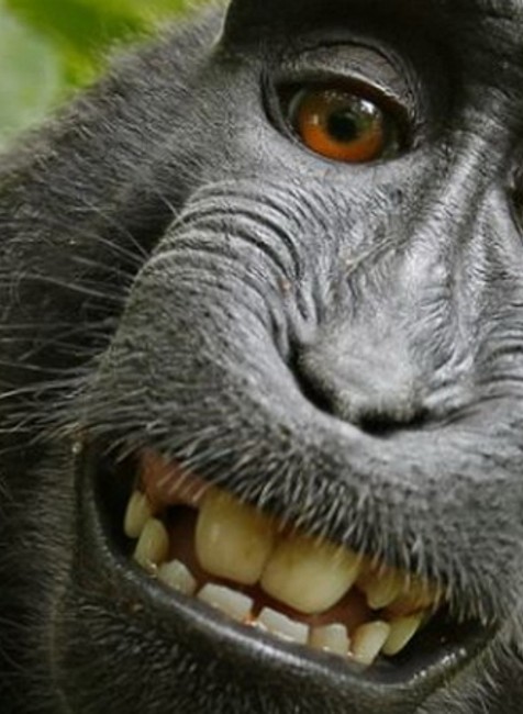 Opica sa fotila pred objektívom