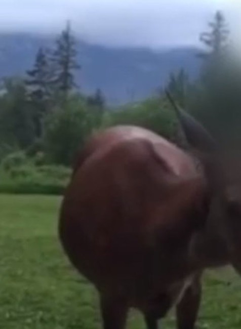 Zákaz prikrmovania zvierat