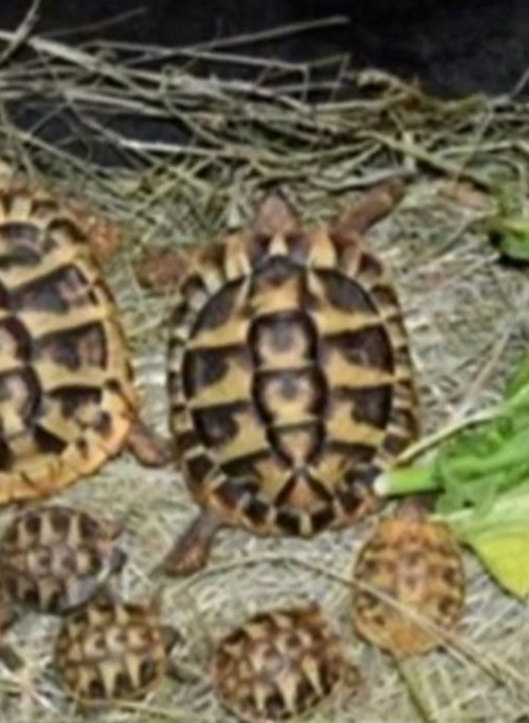 Vo vlastnom dome ilegálne chovala 26 druhov ohrozených korytnačiek, dnes jej hrozí väzenie