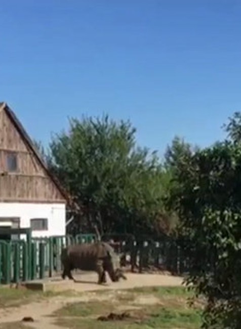 Bratislavská zoo má nový prírastok, ktorý museli vyložiť žeriavom. Toto je nosorožec Tootsie