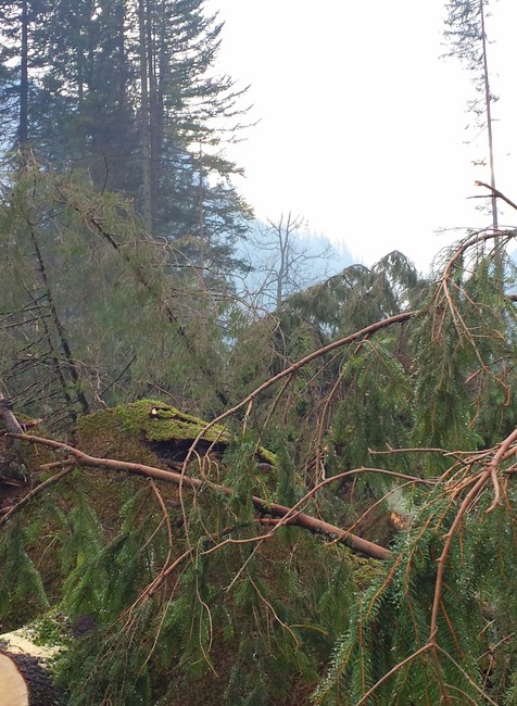 Vysoké Tatry Poľsko kalamita 1