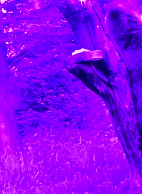 Zábery, aké len tak neuvidíte. Mladý medveď tancoval v lese