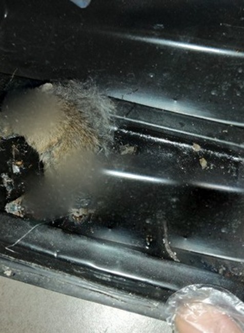 Zanedbaná hygiena či kontaminované potraviny. Čo všetko ukazujú výsledky kontrol potravín