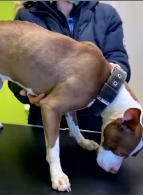 Mladú fenku našli uviazanú o koľajnice. 