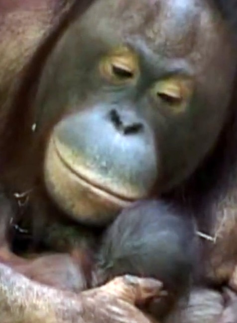 Najdôležitejší transport v histórii Zoo. Kiran opúšťa Bojnice