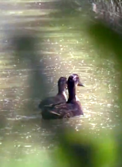 Obyvatelia okolia Moravy pozorujú roje komárov. Pri ďalších záplavách bude postrek nevyhnutný