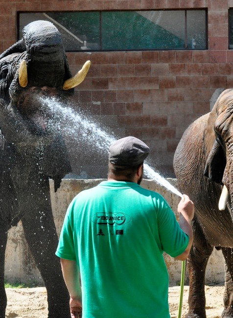 Ako zvládajú horúčavy zvieratá v ZOO? Dostavajú nanuky aj sprchu 