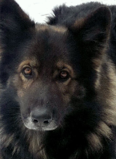 Nemecký ovčiak stratený Boďo, Štvrtok na Ostrove