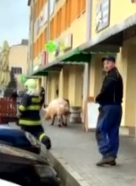Zákazníci nákupného centra boli v šoku. Cestu im skrížilo 300-kilové prasa