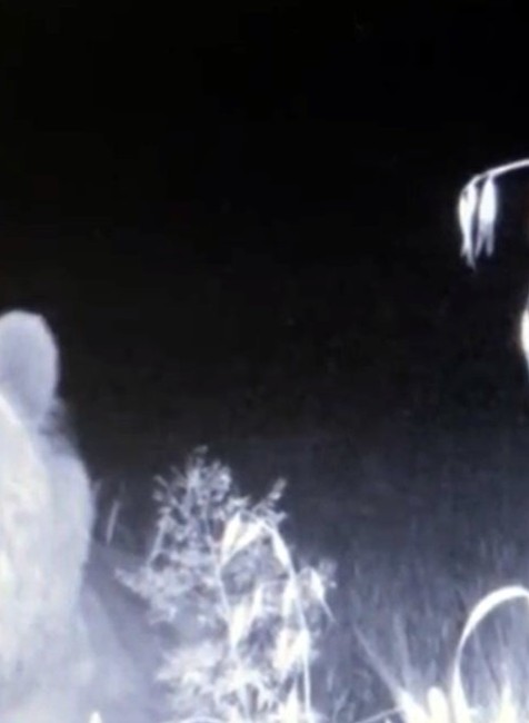 Ľudia majú obavy. Medvede sa už túlajú aj po okresoch, kde predtým neboli