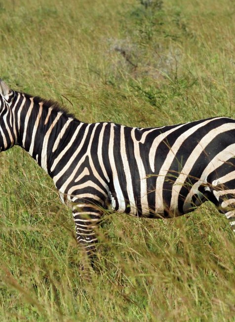 ZOO Bojnice získala unikátny druh zebry