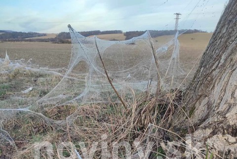 pavúky plachtárky Diviacka Nová Ves (2)