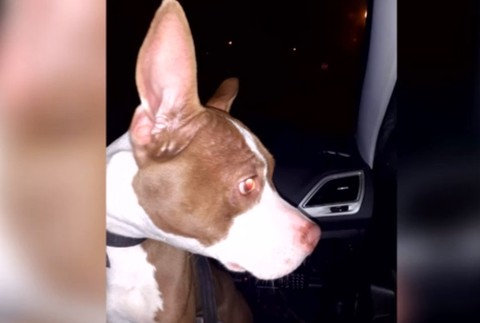 Mladú fenku našli uviazanú o koľajnice. 