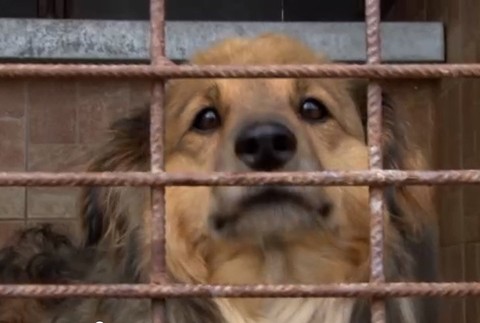 Psov priviazali o strom 