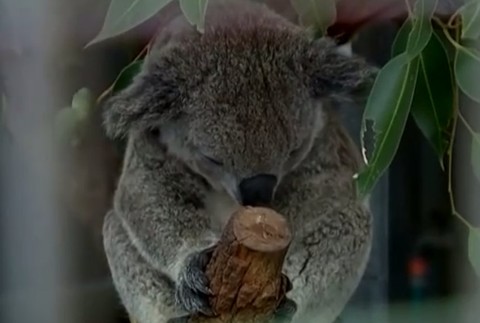 Nový fond na obnovu po požiaroch