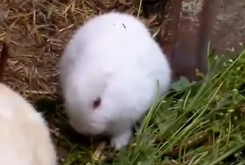 Zajko bez uší, Fukušima strašiak