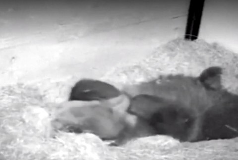 Domáci miláčik, ktorý býva na letisku. O 250 kg chlpáča sa starajú piloti