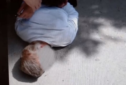 Zadržaný bezdomovec, ktorý strieľal v Senici na bytovku 