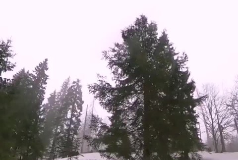 [multi] VIDEO: Medveď v Nízkych Tatrách napadol turistov 3364