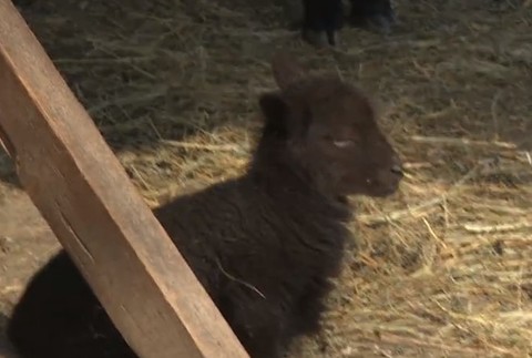 Mláďatá v bratislavskej ZOO