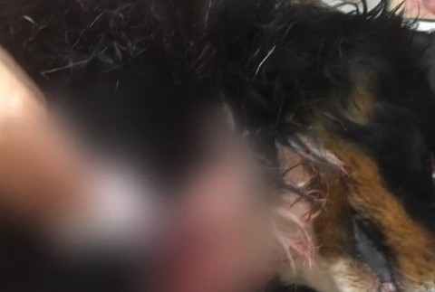 Poľovníka brutálne dobili.