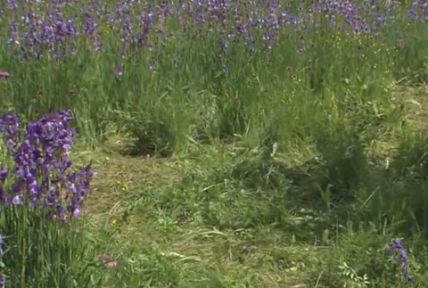 Pre krásu ničia krásu. Trhanie vzácnych kosatcov je trestne, varujú ochranári