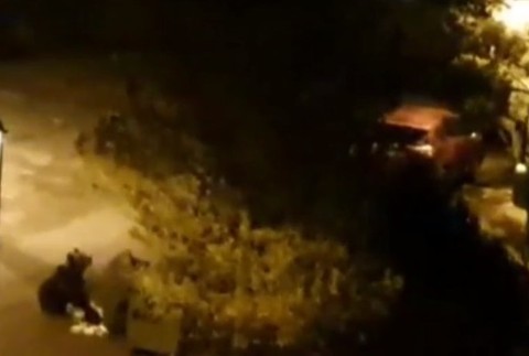 Zákaz prikrmovania zvierat