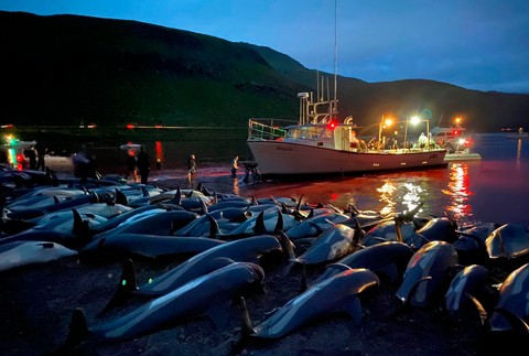 Faerské ostrovy, zavraždené delfíny