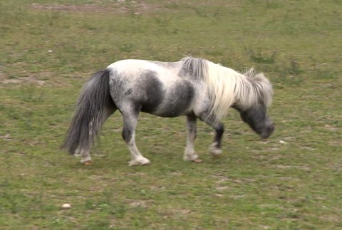 [multi] Nájdený koník 4380