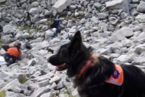 Psí záchranári na horách 