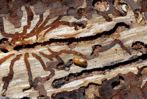 Lykožrútová kalamita sa šíri ďalej (1)