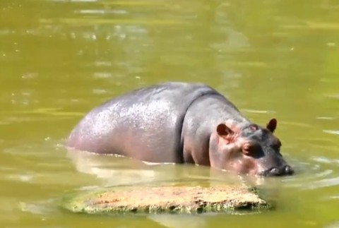 VIDEO: Roztomilé mláďa hrocha si užíva letný kúpeľ 